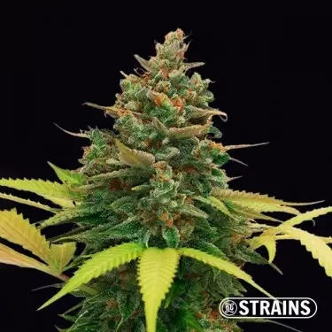 Auto BubbleGum XXL della banca semi GB Strains autofiorenti