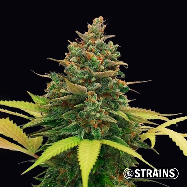 Auto BubbleGum XXL della banca semi GB Strains autofiorenti
