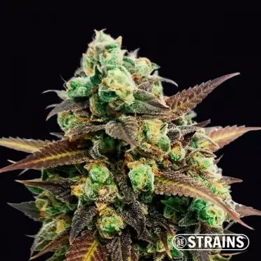 Auto Tangerine Kush di GB Strains - GB