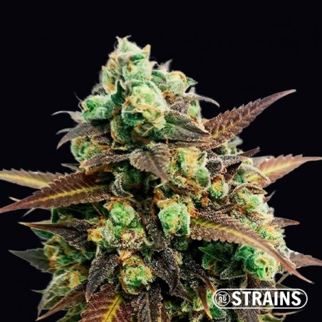 Auto Tangerine Kush di GB Strains - GB