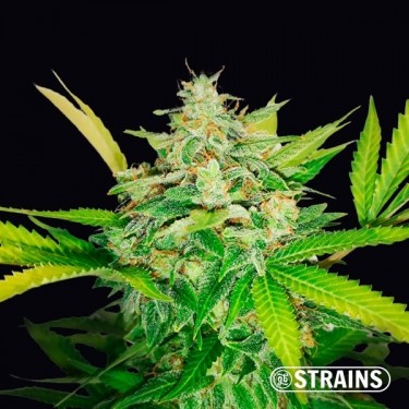 Visualizzazione Auto Gold Pineapple della banca GB Strains autofiorenti