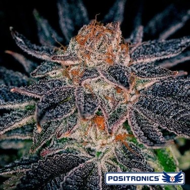 Visualizzazione Gelato 47