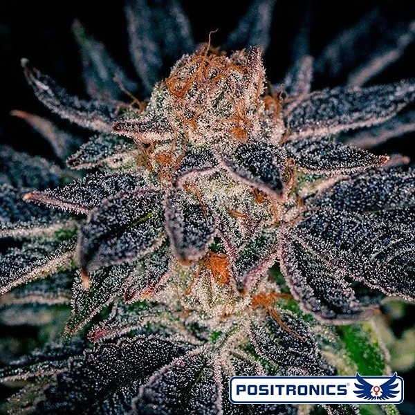 Visualizzazione Gelato 47