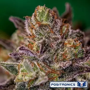 Purple Cherry Auto dI Positronics - GB The Green Brand