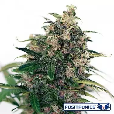Somango 47 Auto di Positronics - GB The Green Brand