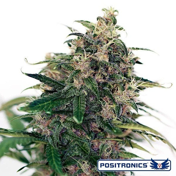 Visualizzazione Somango 47 Auto di Positronics - GB The Green Brand