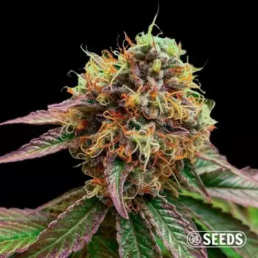 Semillas Forbidden Fruit a granel - GB The Green Brand