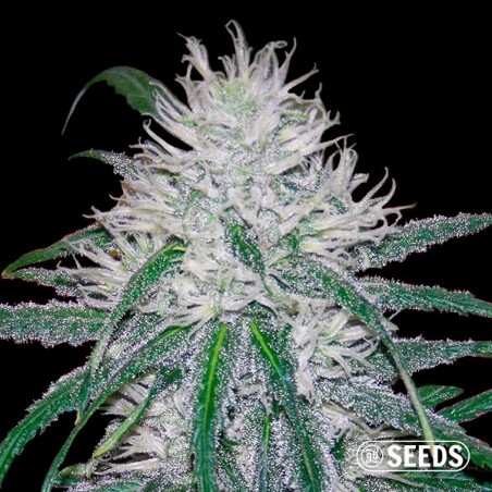 Semi Wedding Cake Fast - GB The Green Brand