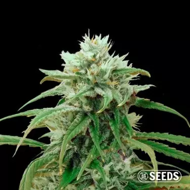 Semillas Amnesia Fast CBD a granel - GB The Green Brand