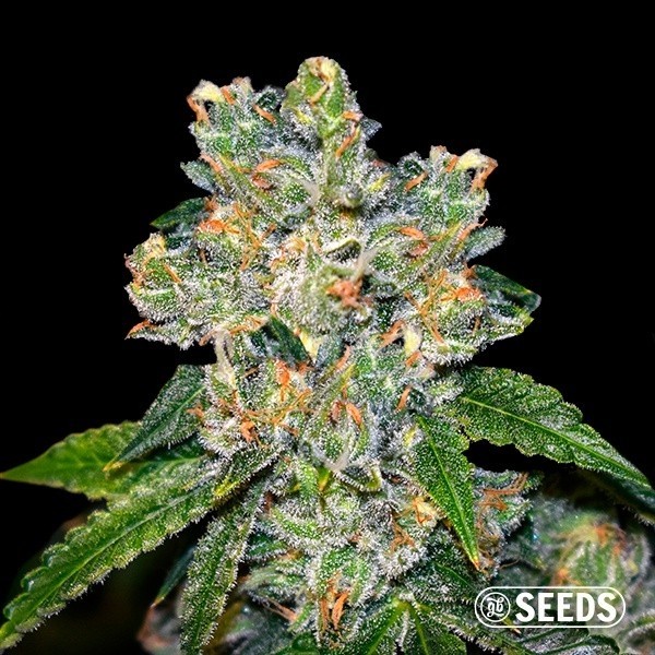 Visualizzazione Comprare Amnesia CBD sfusi - GB The Green Brand