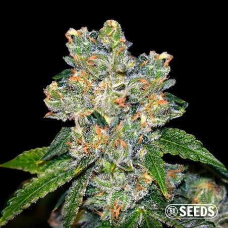 Comprare Amnesia CBD sfusi - GB The Green Brand