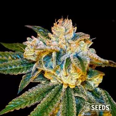 Comprare Gorilla 4 Fast al dettaglio - GB The Green Brand