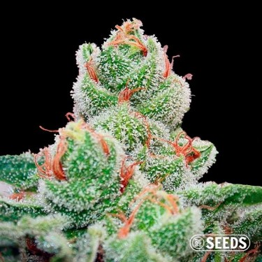 Blueberry Cheesecake Fast 100% femminizzata