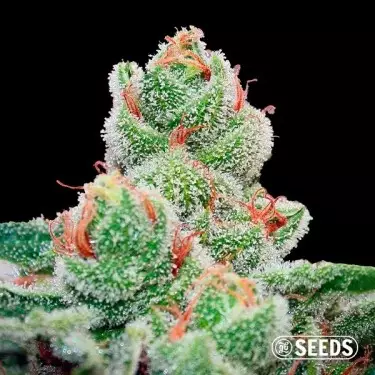 Comprare Blueberry Cheesecake Fast - GB The Green Brand