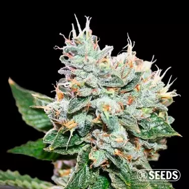 Larry OG S1 varietà 100% femminilizzata
