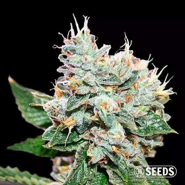 Visualizzazione Larry OG S1 varietà 100% femminilizzata