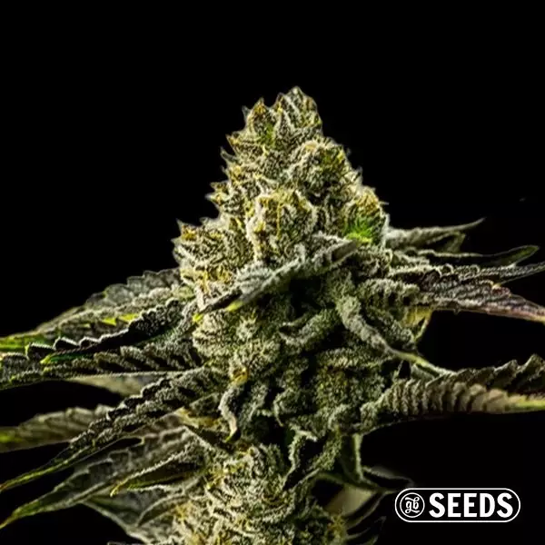 Visualizzazione Banana Punch Varietà 100% femminilizzata