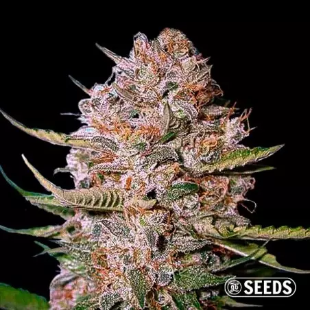 Critical CBD femminilizzata terapeutica GB