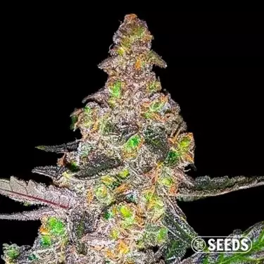 Runtz semi varietà femminilizzata GB