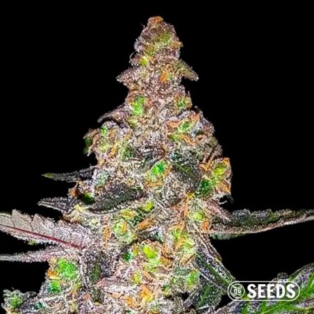 Semi di Runtz: semi femminizzati sfusi di GB Seeds