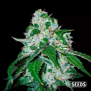 Critical Widow femminizzata semi GB The Green Brand