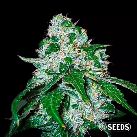 Critical Widow femminizzata semi GB The Green Brand