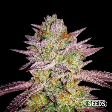 Zkittlez femminizzata sfusa