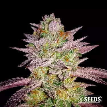 Zkittlez semi GB 100% femminilizzati