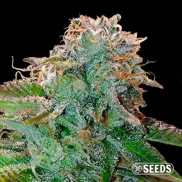 Visualizzazione Semi GB Bruce Banner 100% femminilizzata