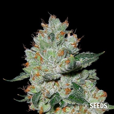 OG Kush Femminizzata sfusa