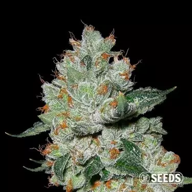 OG Kush 100% femminilizzata semi Growbarato