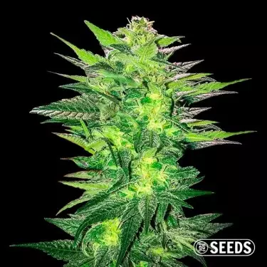 Critical x Somango varietà 100% femminizzata