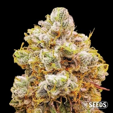 Orange Bud femminizzata sfusa
