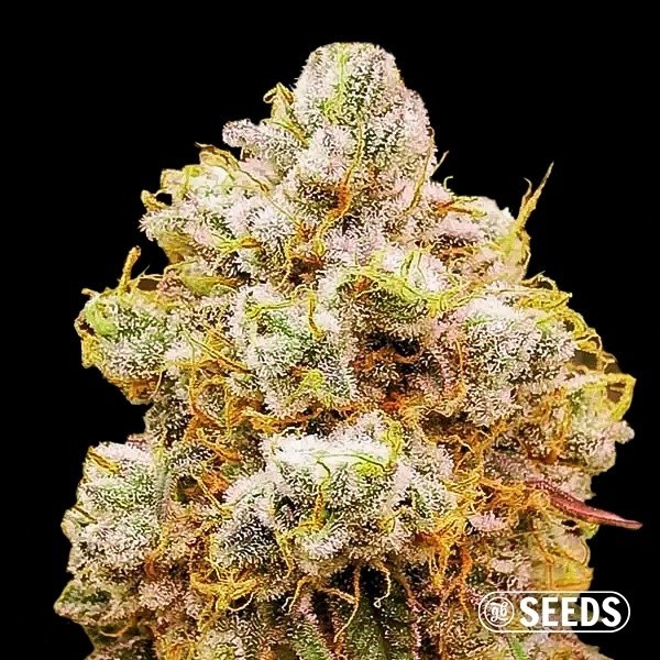 Visualizzazione Orange Bud semi GB 100% femminizzata