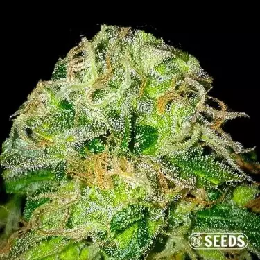 Jack Herer semi 100% femminizzati GB The Green Brand