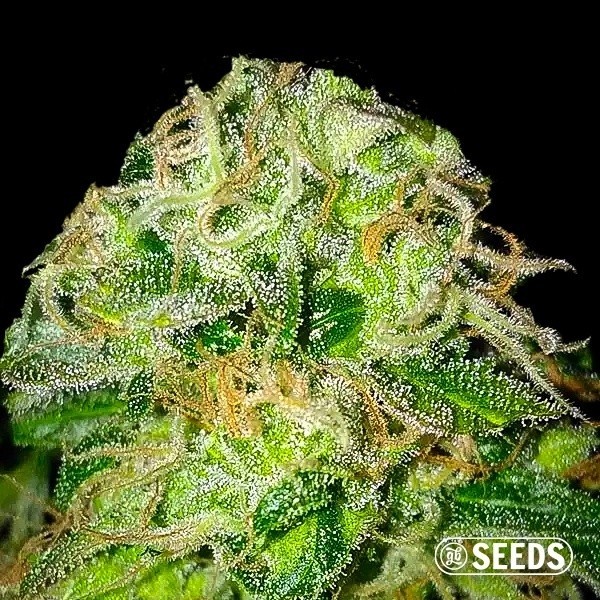 Visualizzazione Jack Herer semi 100% femminizzati GB The Green Brand