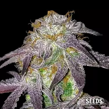 Black Domina 100% femminizzata semi GB