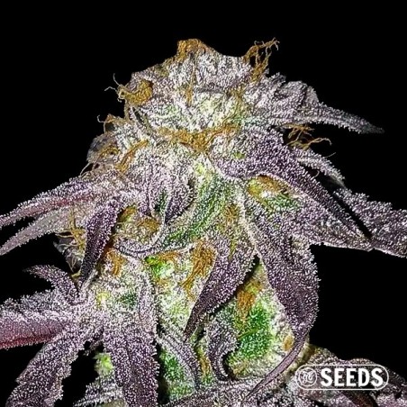 Black Domina 100% femminizzata semi GB