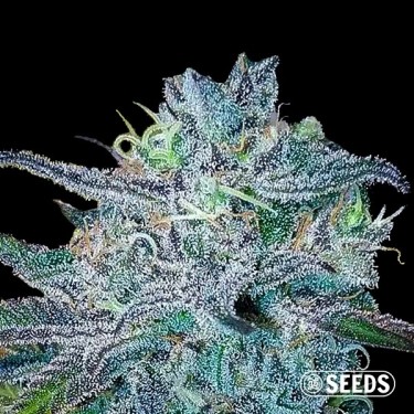 Blueberry femminizzata sfusa