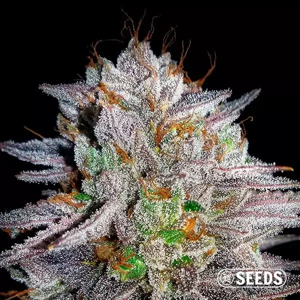 Visualizzazione Somango varietà 100% femminizzata semi GB