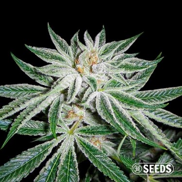 Visualizzazione White Widow 100% femminizzata