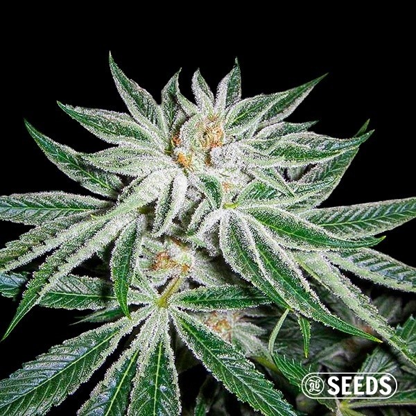 White Widow 100% femminizzata
