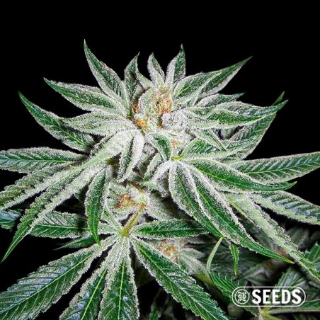 White Widow 100% femminilizzata semi GB