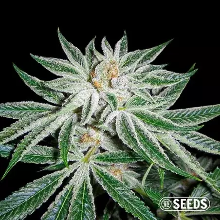 White Widow 100% femminilizzata semi GB