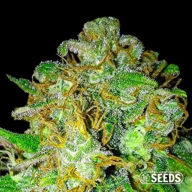 Super Skunk femminizzata sfusa