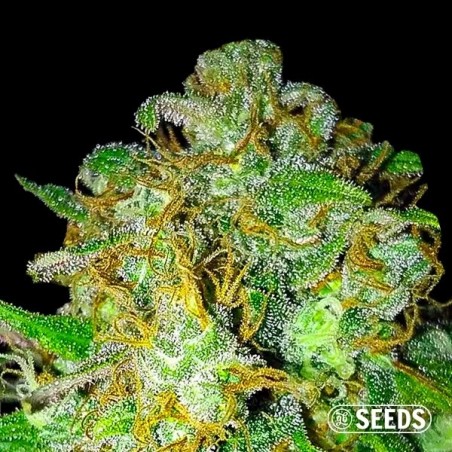 Super Skunk varietà 100% femminizzata