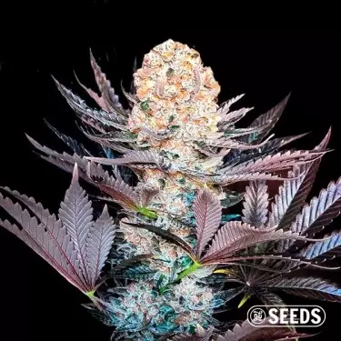 Critical di GB Seeds femminizzata 🌱 | GB The Green Brand