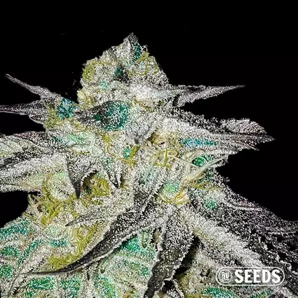 Visualizzazione Critical Jack