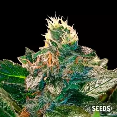 Cheese varieta 100% semi GB femminilizzati