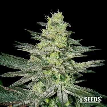 Amnesia varietà 100% feminizzata semi GB
